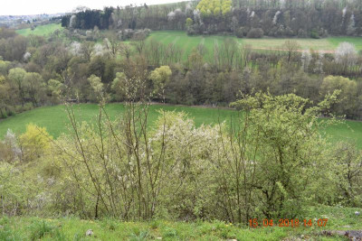 Burgberg Steinheim 019.JPG