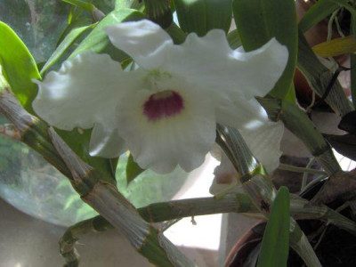 Dendrobium_nobille.jpg