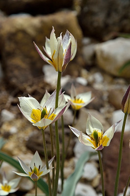 DSC_2441-Tulipa turkestanica_009.JPG