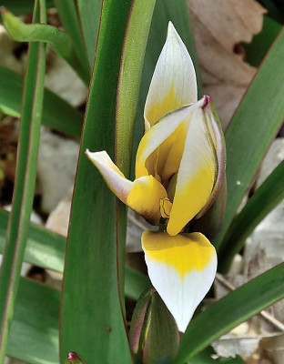 DSC_2442-ev Tulipa urumiensis_010.JPG