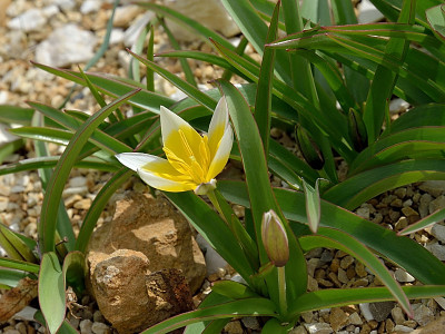 DSC_2439-Tulipa tarda_008.JPG