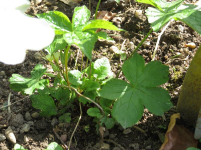 WerBinIchPrimula.png