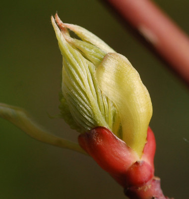 Cornus-Controversa-2.jpg