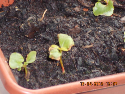 DSCN4042.jpg
