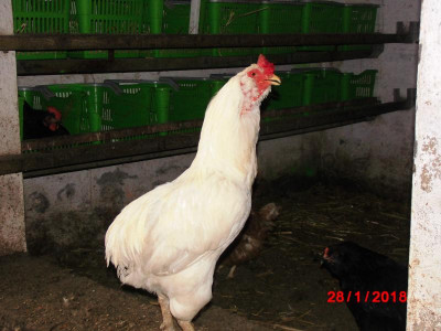 DSCI1424.JPG