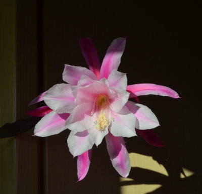 Epiphyllum-rosa-silber.18-1.jpg