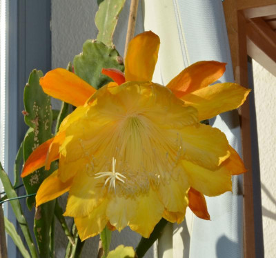 Epiphyllum-Madeline.18-1.jpg