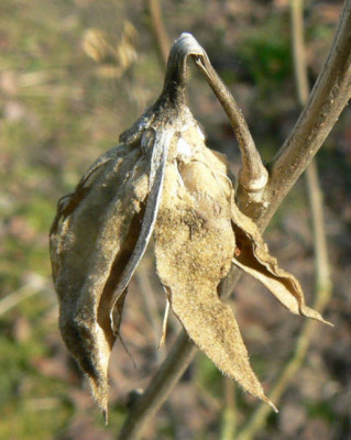 Hibiskus_verbl_a.jpg