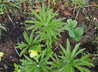 Helleborus abruzzicus Mittelitalien.jpg