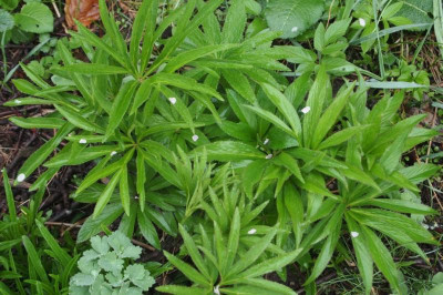 Helleborus Samensammlung im Wald nahe Bolsenasee.jpg