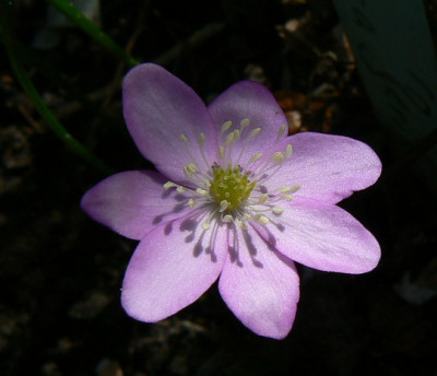 Hepativa_pyr_07_03_13a.jpg