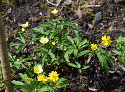 anemone_ranunculoides-pleniflora.18-1.jpg
