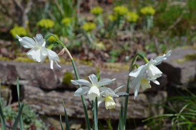 Narcissus-Thalia.18-1.jpg