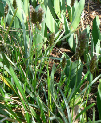 welches_Gras_07_03aa.jpg