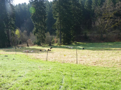 wohlkopf2018anfang.JPG