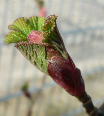 Blutjohannisbeere_07_03_13_a.jpg