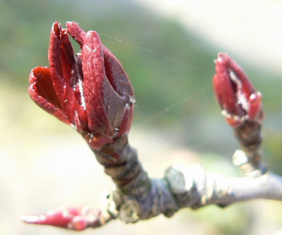 Lisetknospe_07_03_13a.jpg