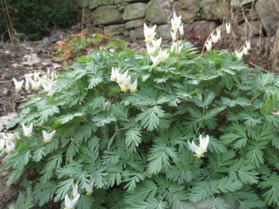 Dicentra cucullaria 20180416.JPG