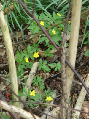 DSC05221.JPG