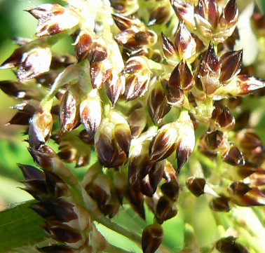 Luzula_sylvatica_07_03_13a.jpg