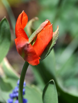 Red Springgreen.jpg