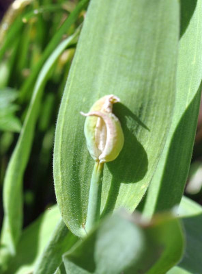 kranke Tulpe_1.jpg
