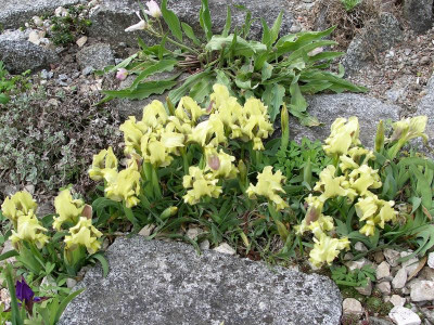 Iris suaveolens  17.04.18.JPG