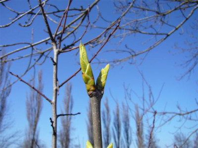 11.03.2007.1.JPG
