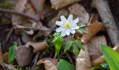 anemone nemorosa.jpg