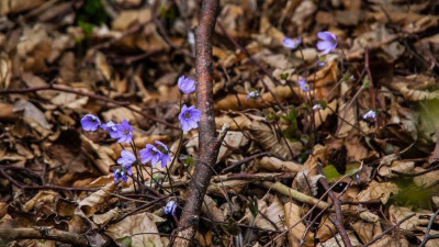 hepatica.jpg