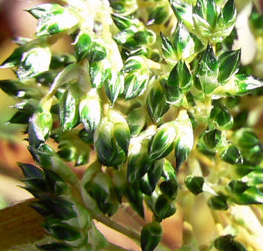 Luzula_sylvatica_07_03_13_gr.jpg