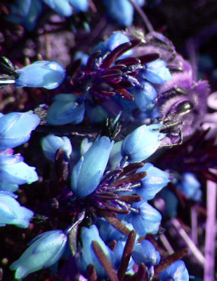 Biene_auf_Heide_blau.jpg
