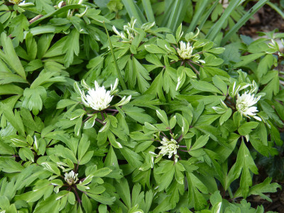 2018-04-13 Anemone nemorosa 'Virescens'.jpg