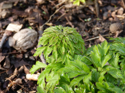 2018-04-15 Anemone nemorosa 'Virescens'.jpg