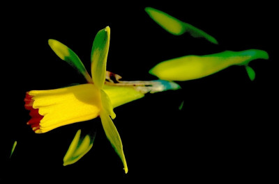 Narcissus_Tete_a_Tete_1_11-03-2007.jpg