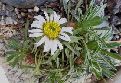 Townsendia rothrockii  ...    17.4.18 011.jpg