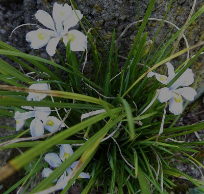 Iris ganiocarpa  ...  17.4.18 003.jpg