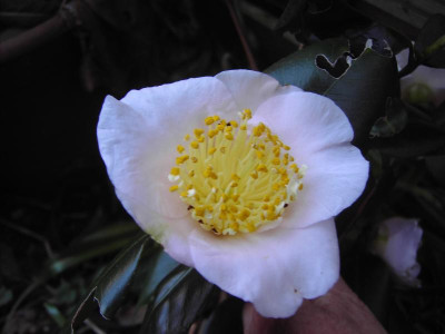 PICT2046.JPG