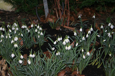 Fruhling_2007_013.jpg