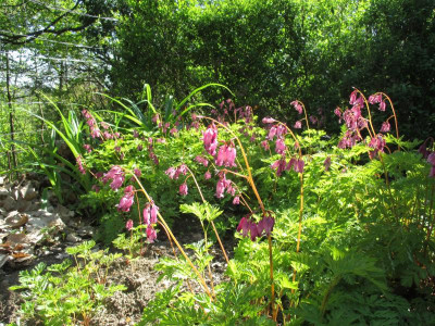Dicentra formosa 20160505.JPG