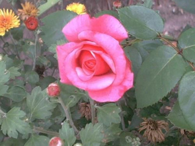 Rose12.jpg
