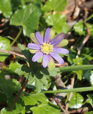 Anemone Blanda grünling.jpg