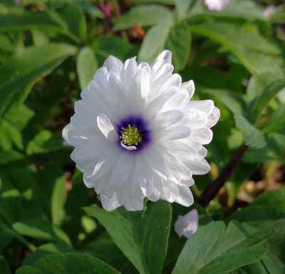 IMG_20180418_092826_eAnemone nemorosa_Blue Eyes.jpg