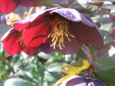Helleborus_schwarz_42351.jpg