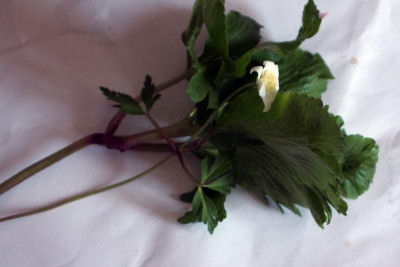 monströser Wuchs Anemone2.jpg