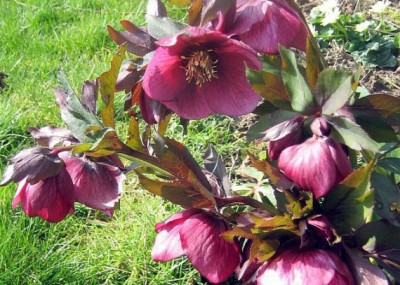 Helleb._rot_4244_r14.jpg