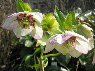 Helleb._anemonenblutig_42452.jpg