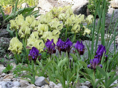 Iris 18.04.18.JPG
