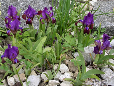 Iris attica 18.04.18.JPG