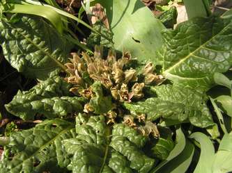 Mandragora_officinalis.jpg